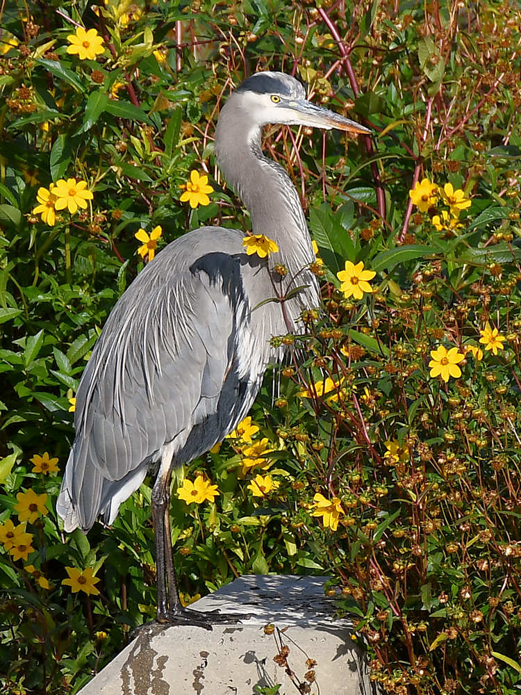 BlueHeron2.jpg