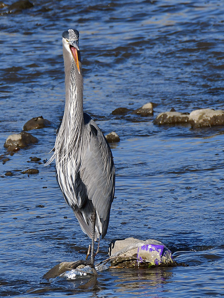 BlueHeron2.jpg