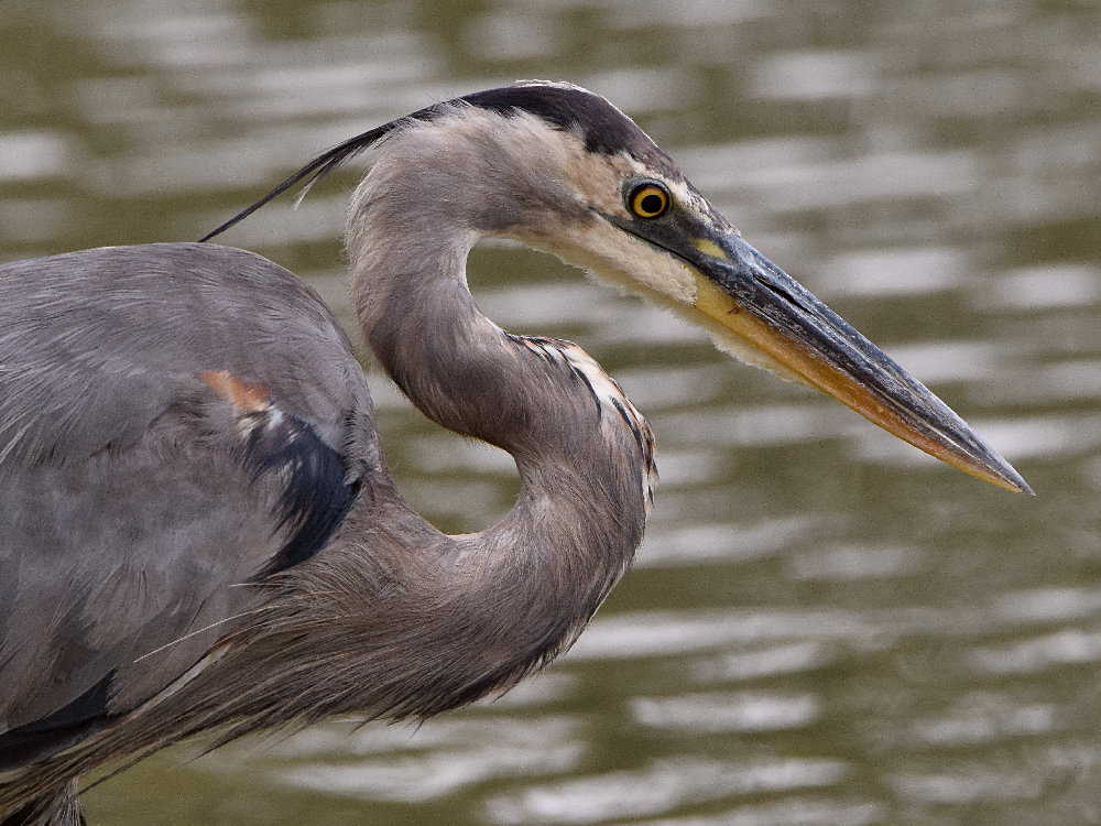 BlueHeron2.jpg
