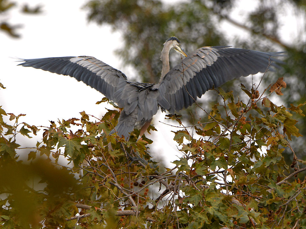 BlueHeron2.jpg