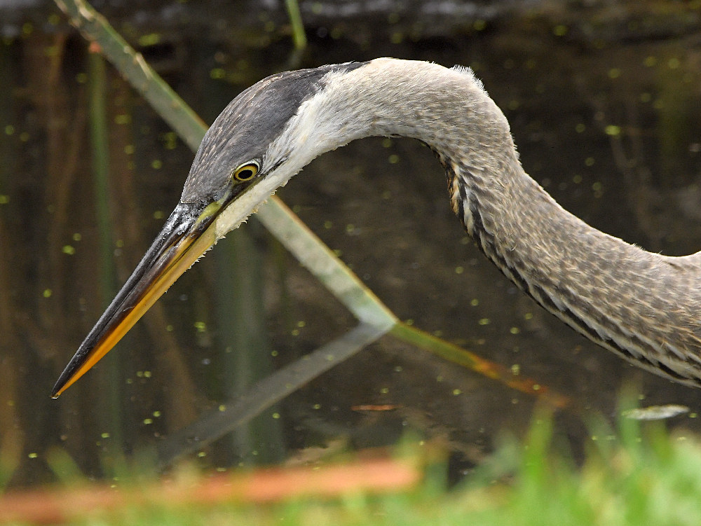 BlueHeron2.jpg