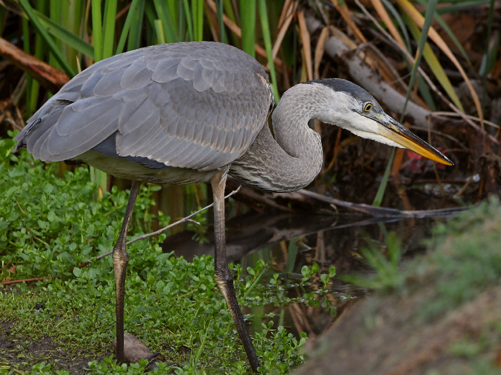 BlueHeron2.jpg
