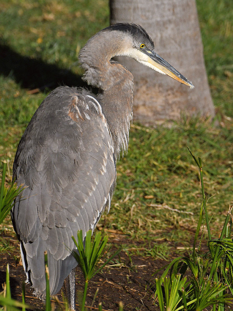 BlueHeron2.jpg