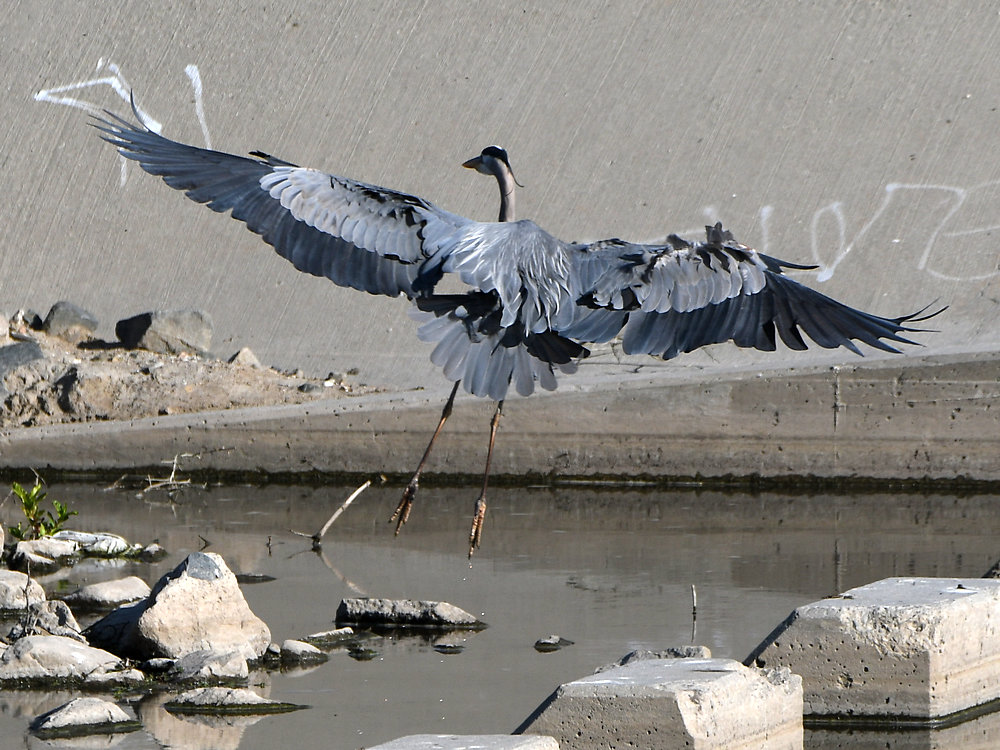 BlueHeron2.jpg
