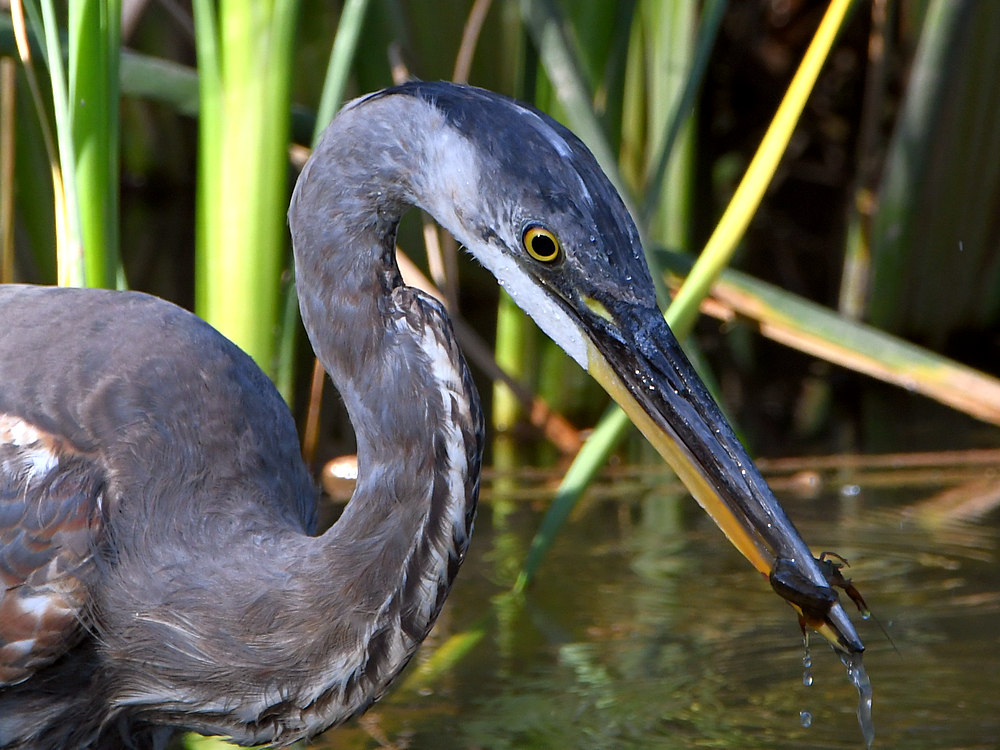 BlueHeron2.jpg