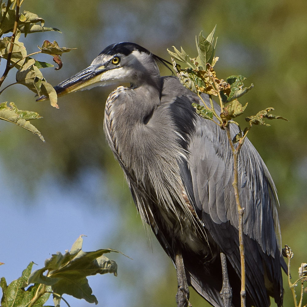 BlueHeron2.jpg