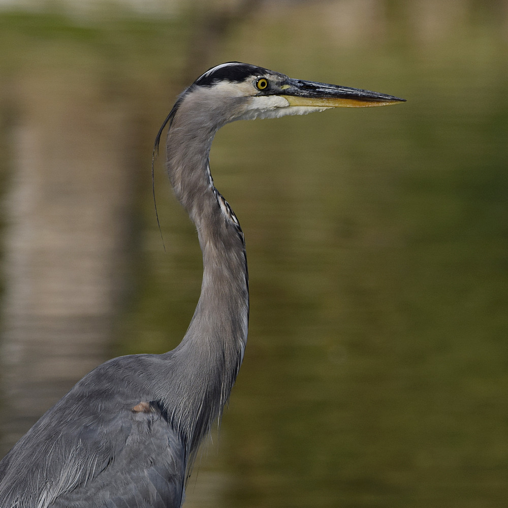 BlueHeron2.jpg