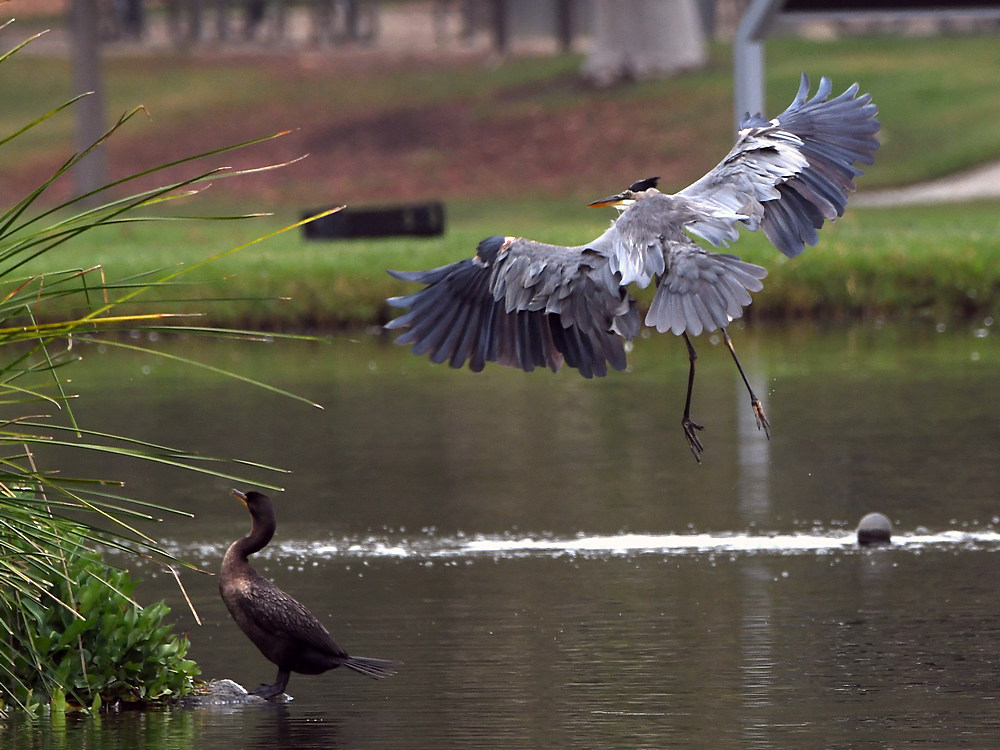 BlueHeron2.jpg