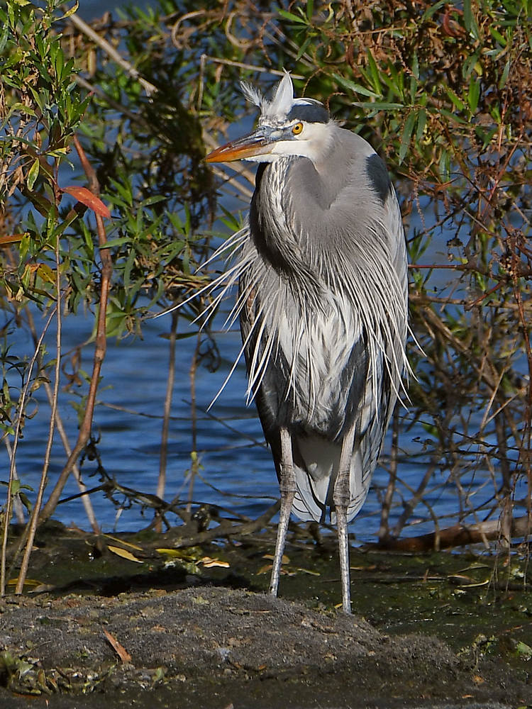 BlueHeron2.jpg