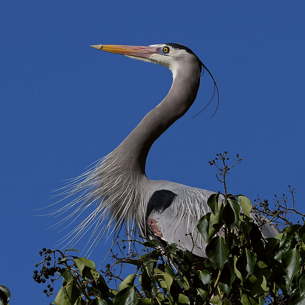 BlueHeron2.JPG