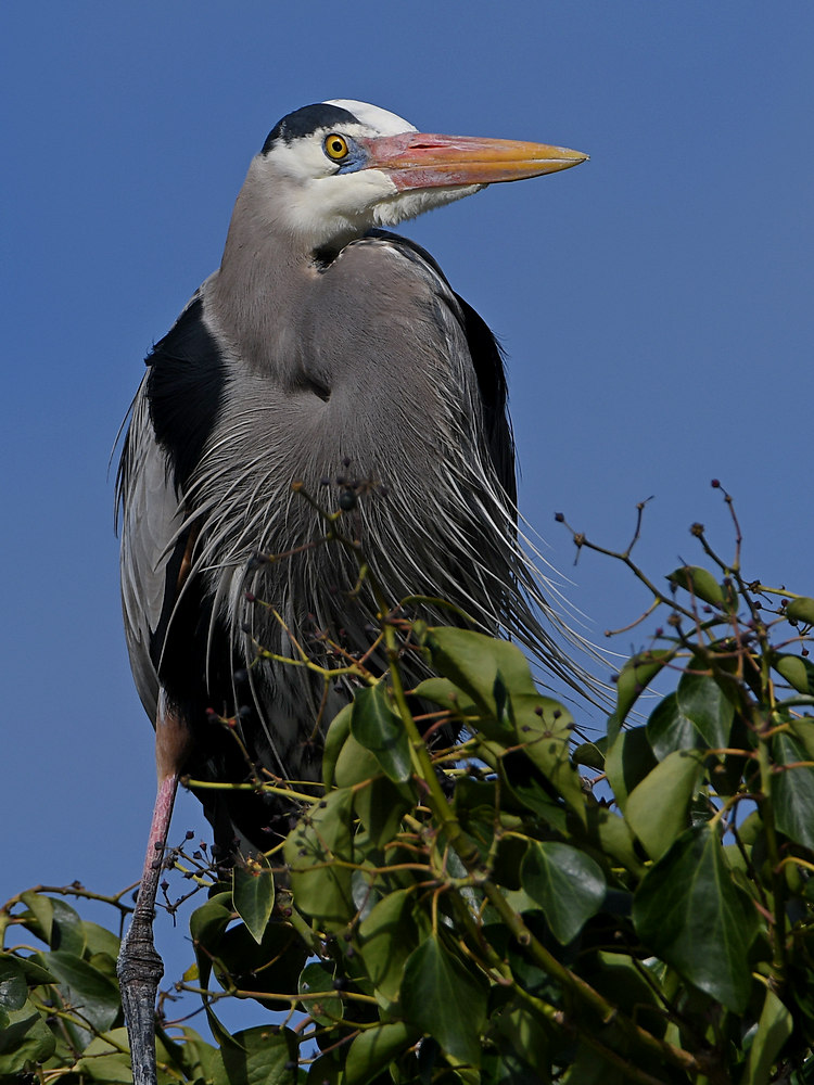 BlueHeron2.JPG