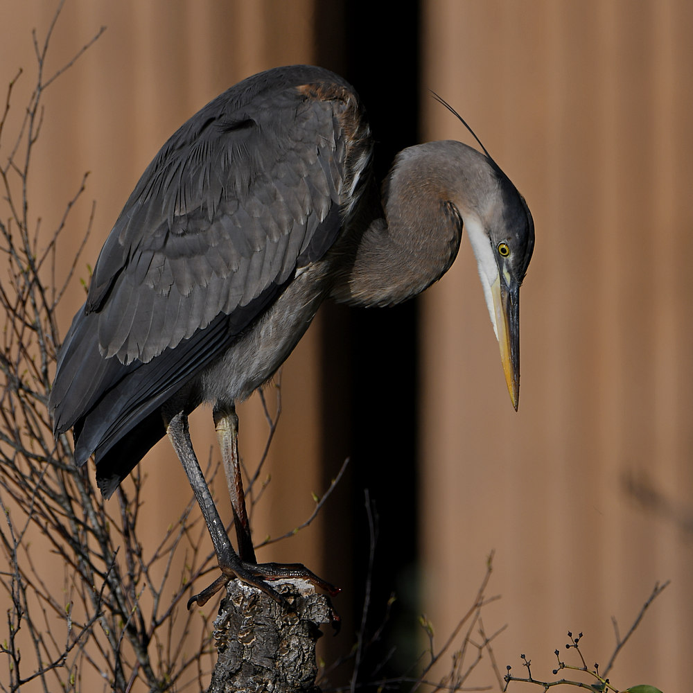BlueHeron2.JPG