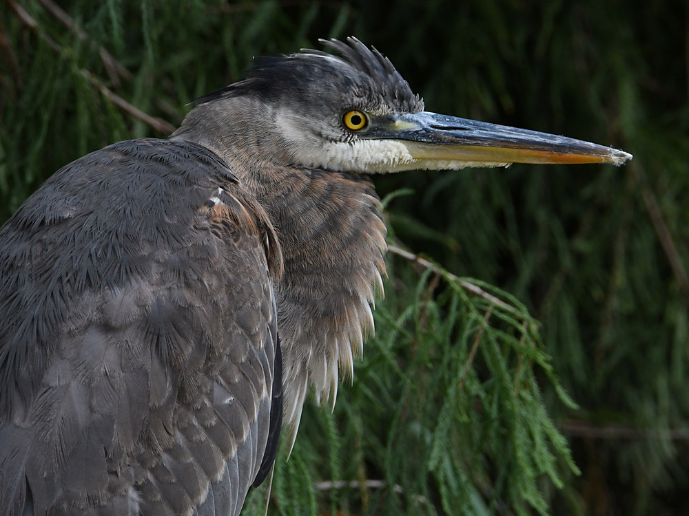 BlueHeron2.jpg