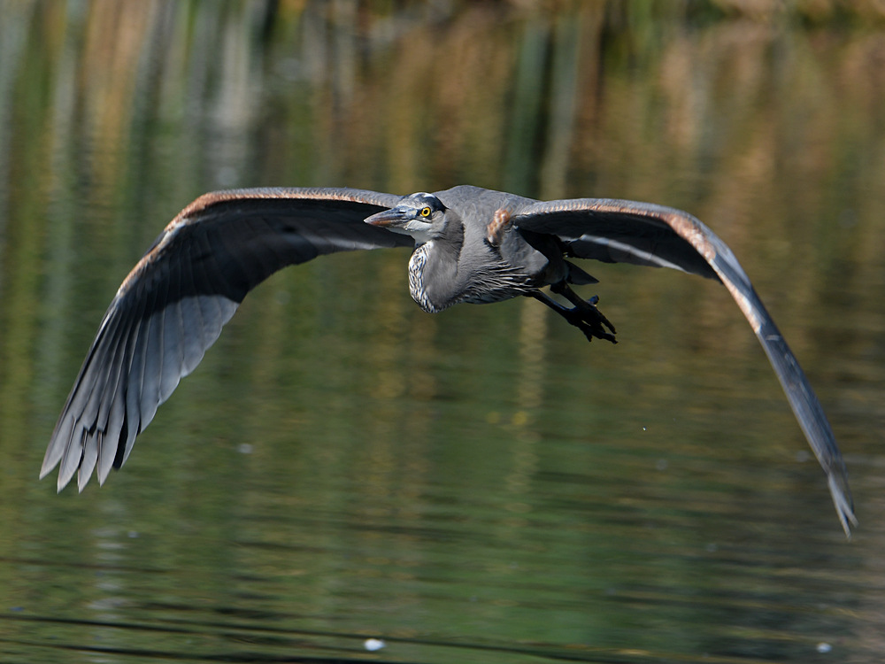 BlueHeron2.jpg
