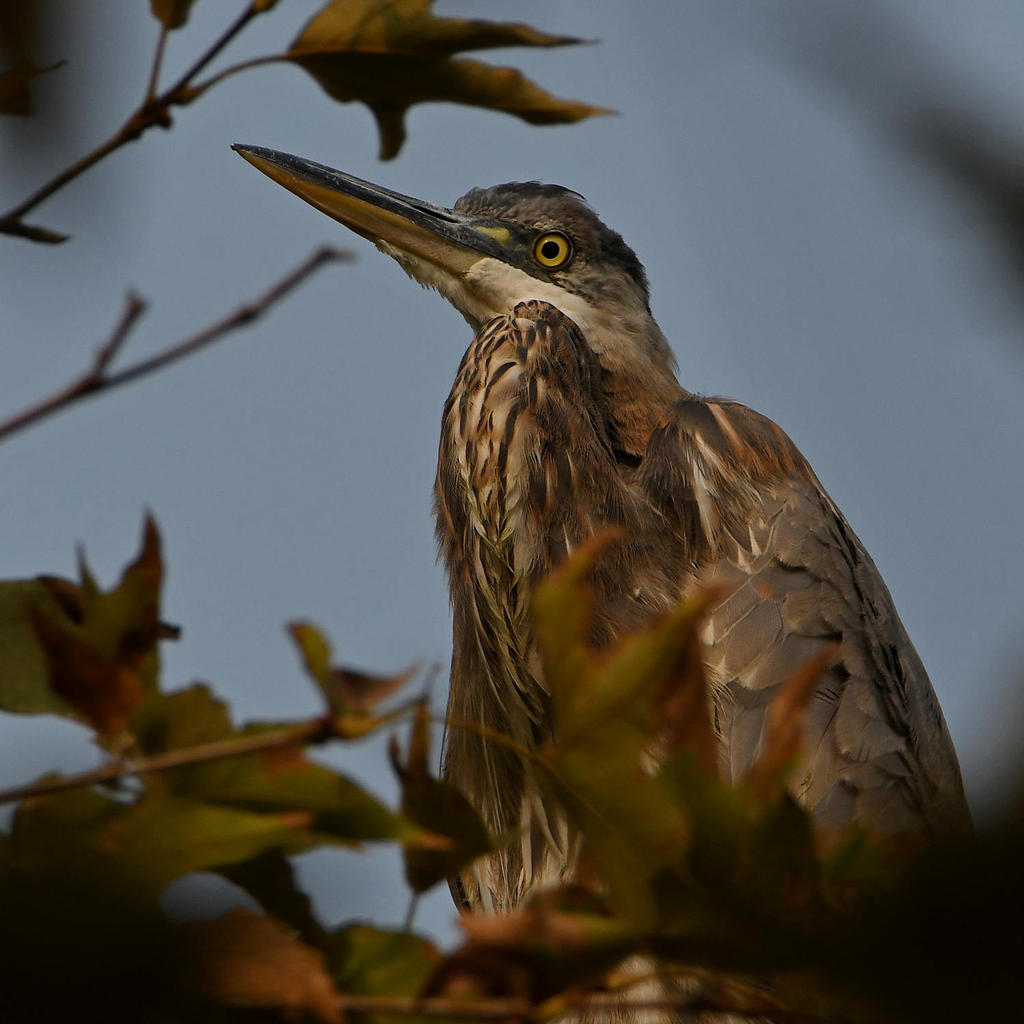 BlueHeron2.jpg