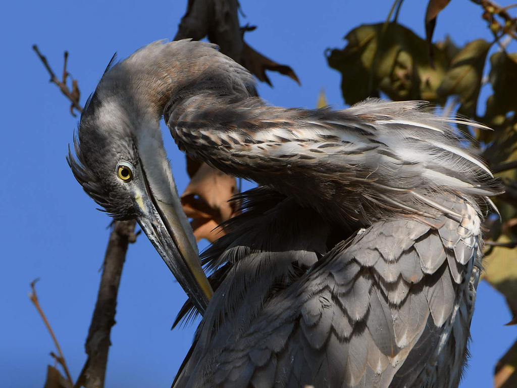 BlueHeron2.jpg