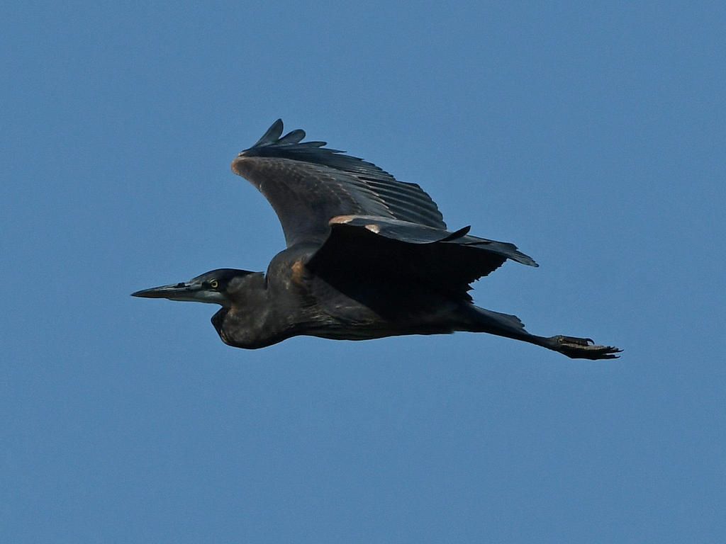 BlueHeron2.jpg