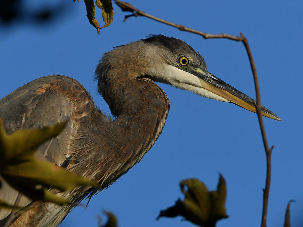 BlueHeron2.jpg