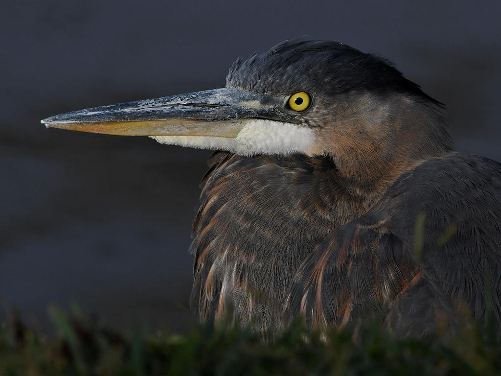 BlueHeron2.jpg