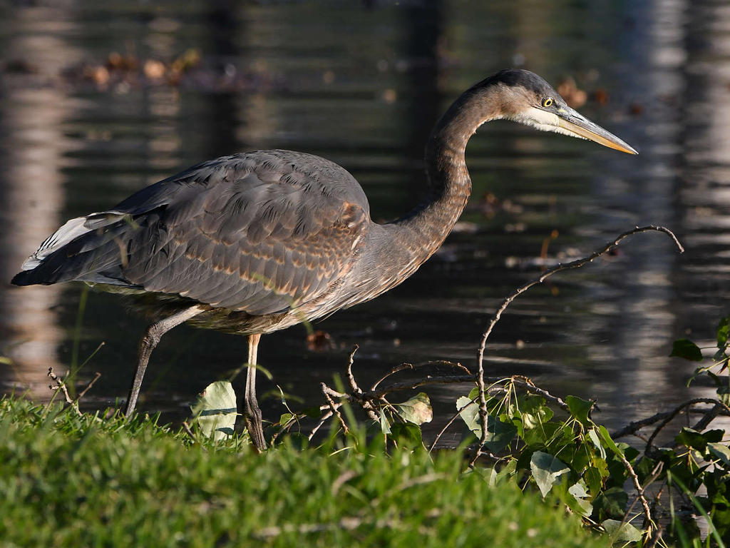 BlueHeron2.jpg