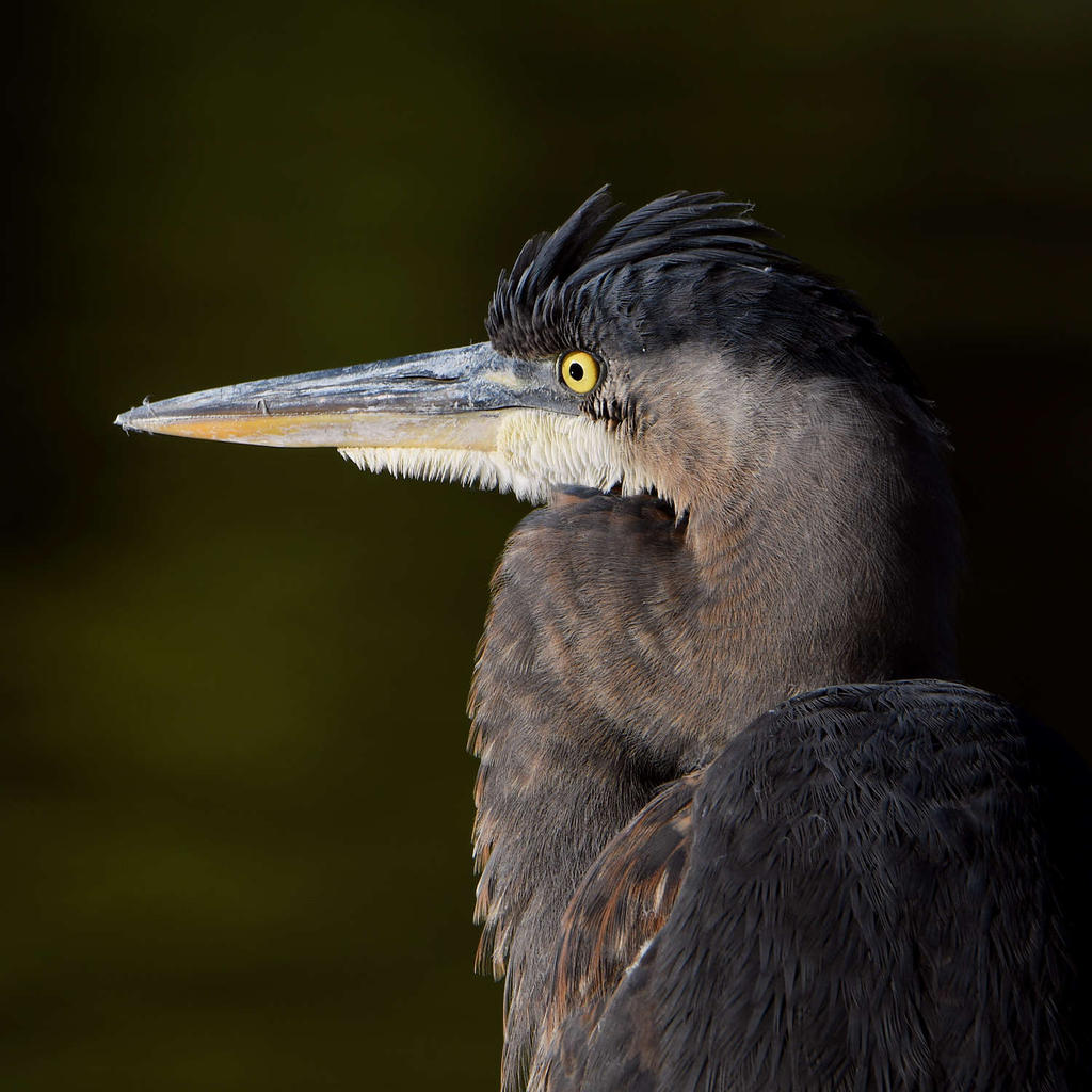 BlueHeron2.jpg