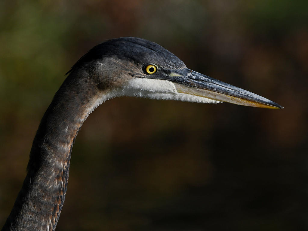BlueHeron2.jpg