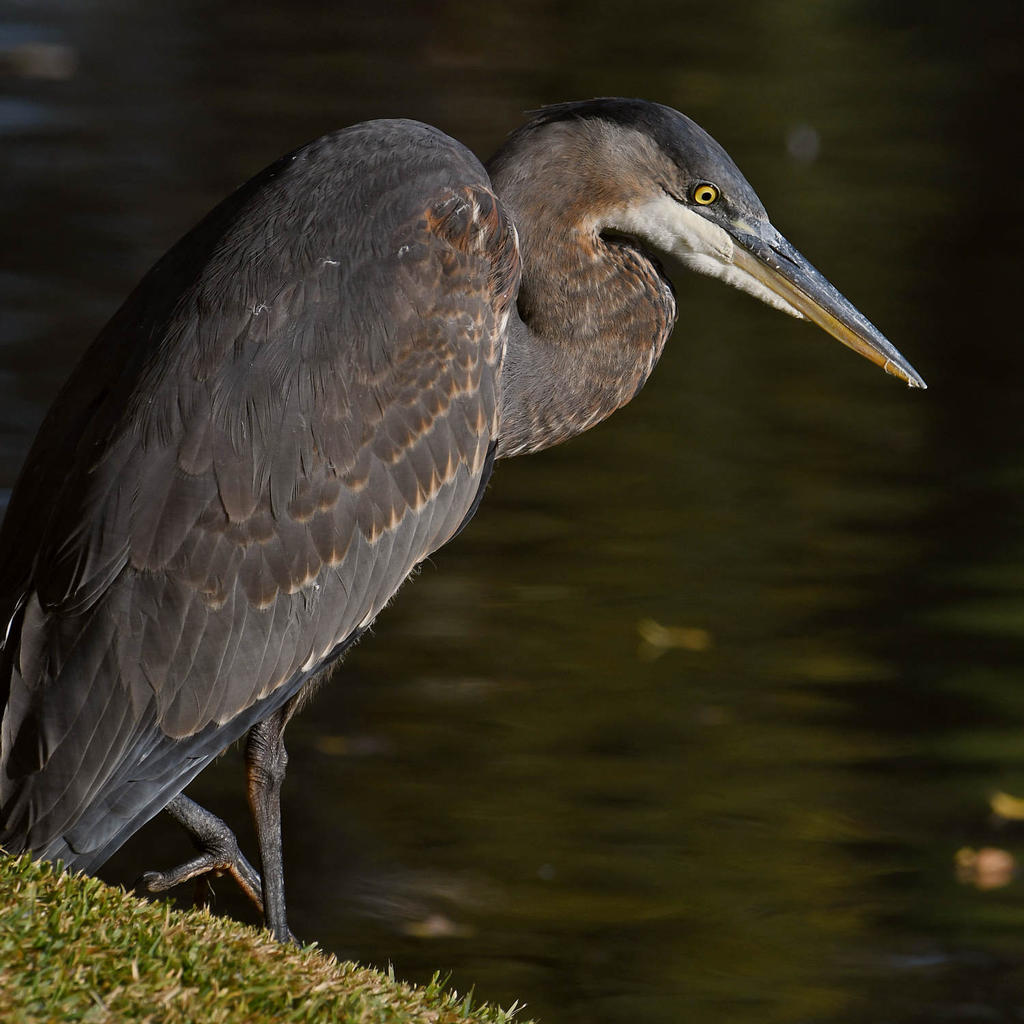 BlueHeron2.jpg