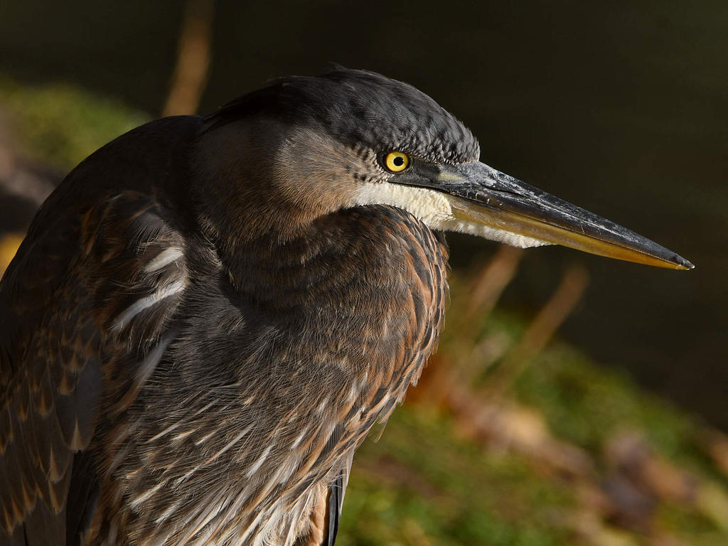BlueHeron2.jpg
