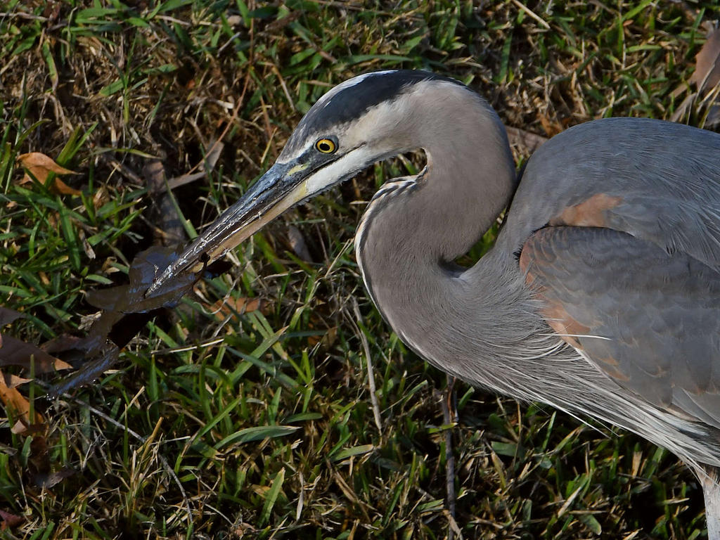 BlueHeron2.jpg