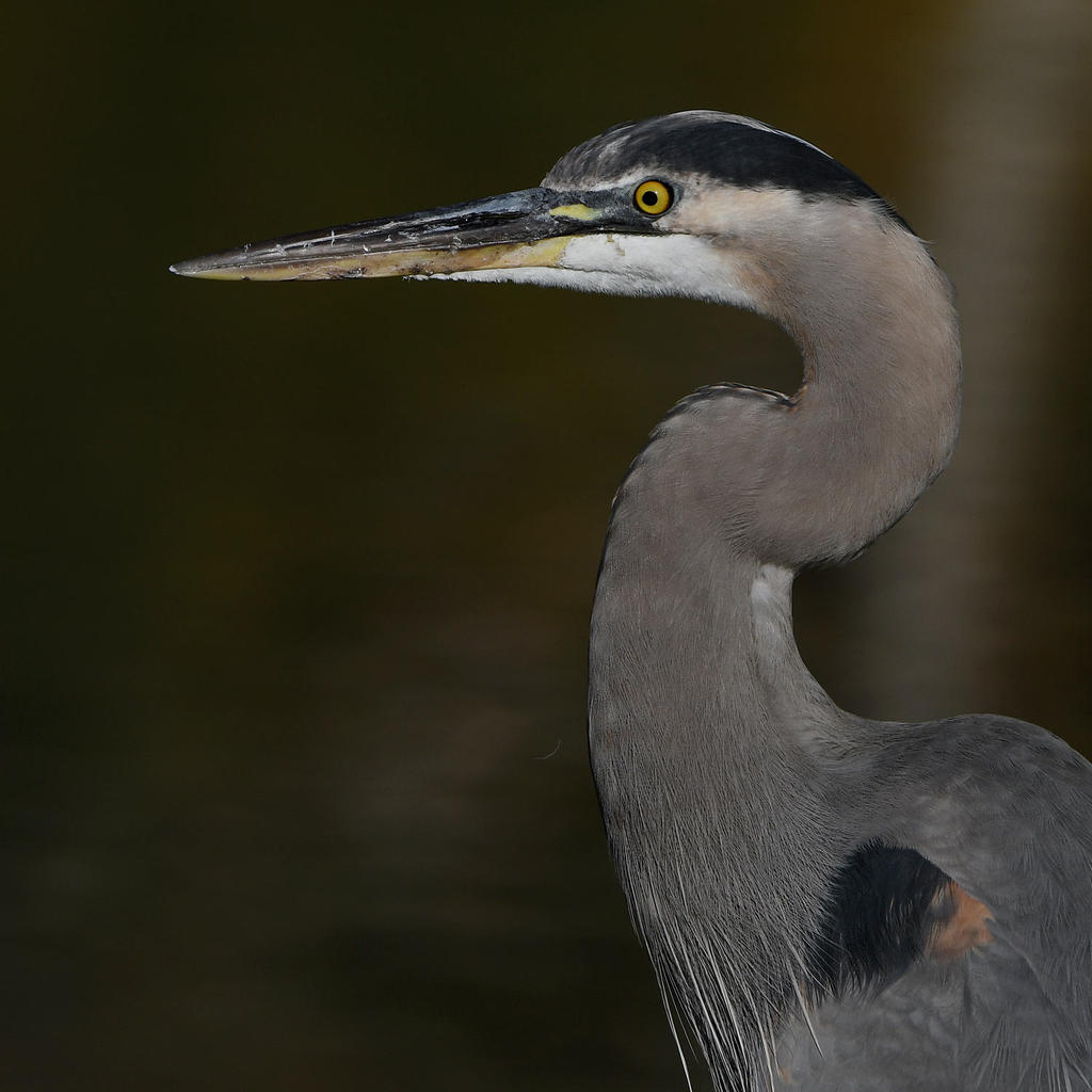 BlueHeron2.jpg