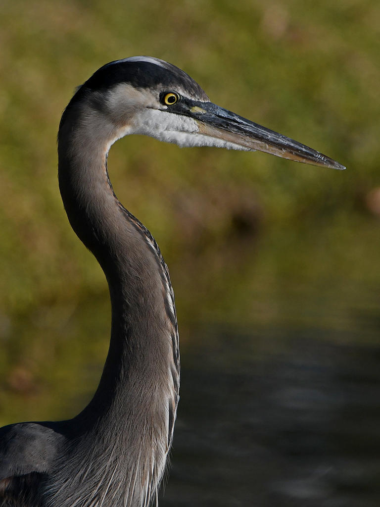 BlueHeron2.jpg