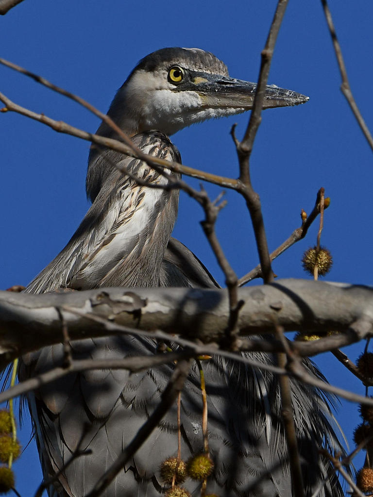 BlueHeron2.jpg