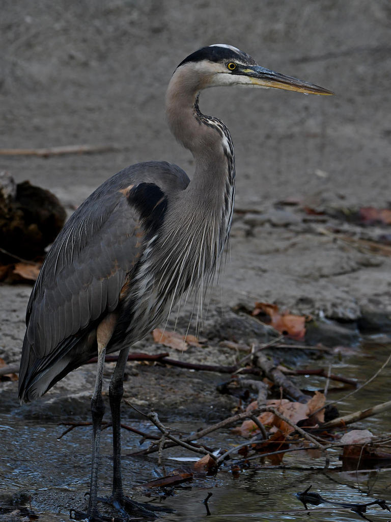 BlueHeron2.jpg