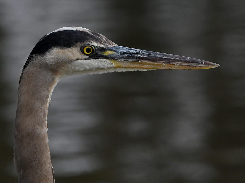 BlueHeron2.jpg