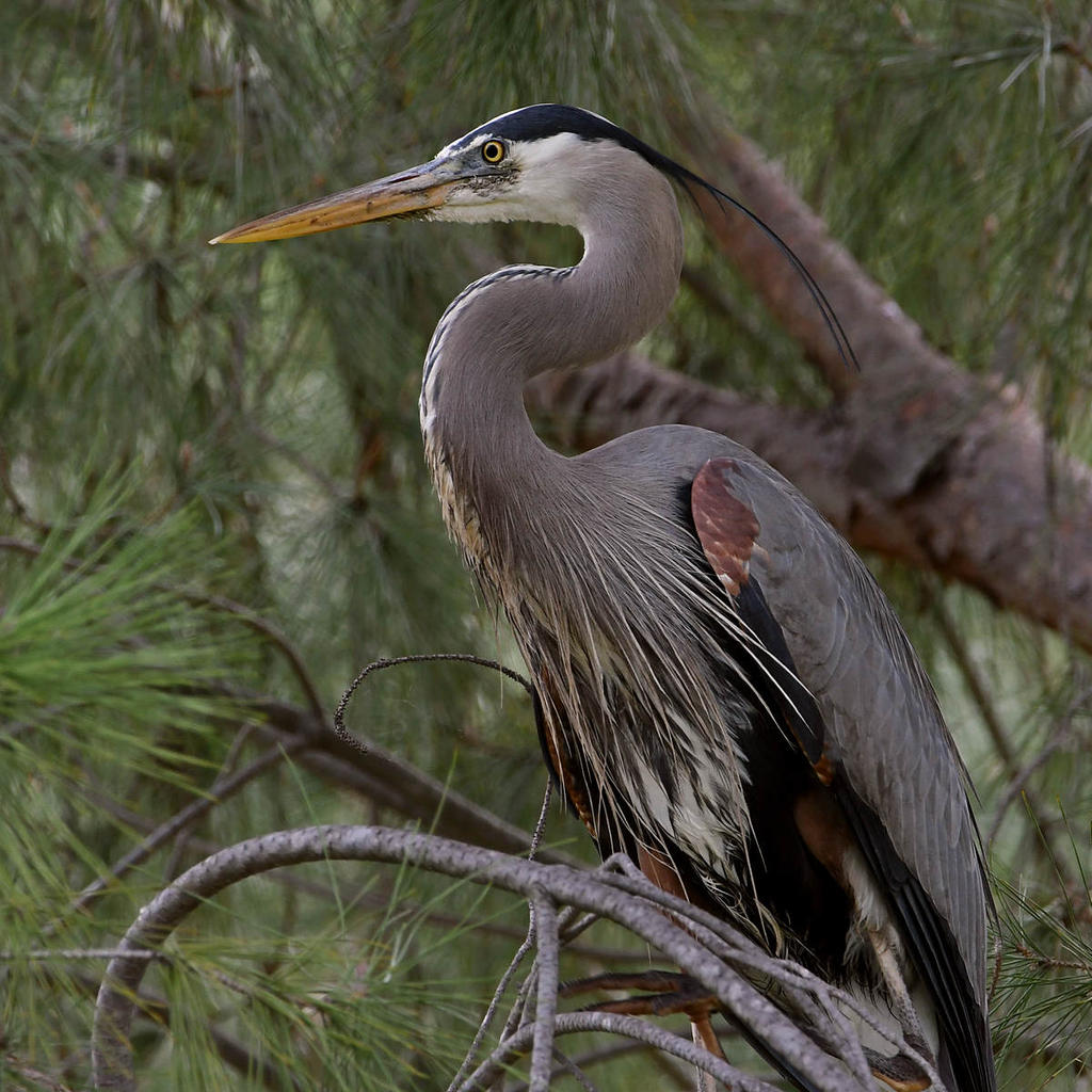 BlueHeron2.jpg