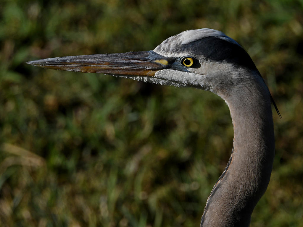 BlueHeron2.jpg