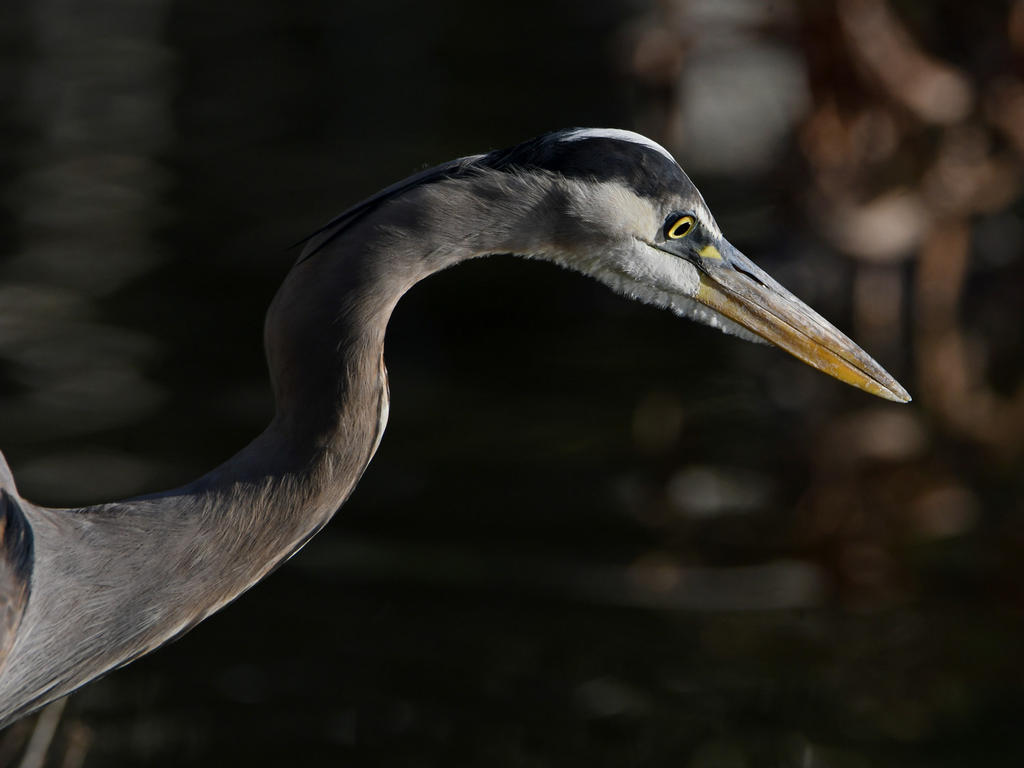 BlueHeron2.jpg