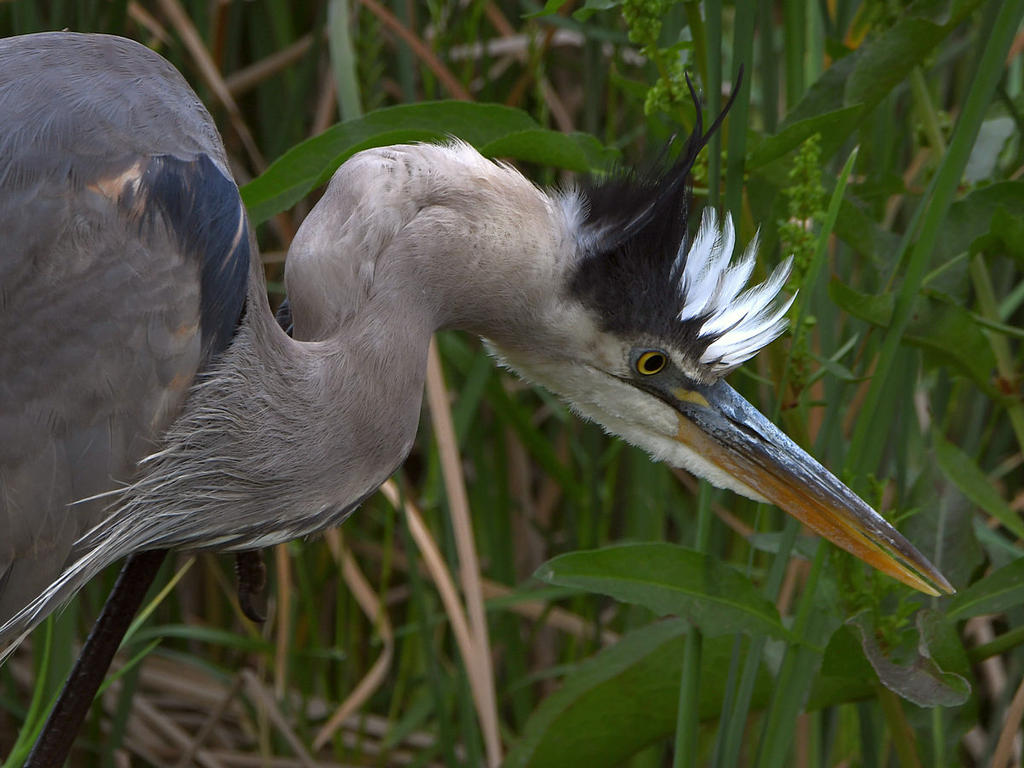 BlueHeron2.jpg