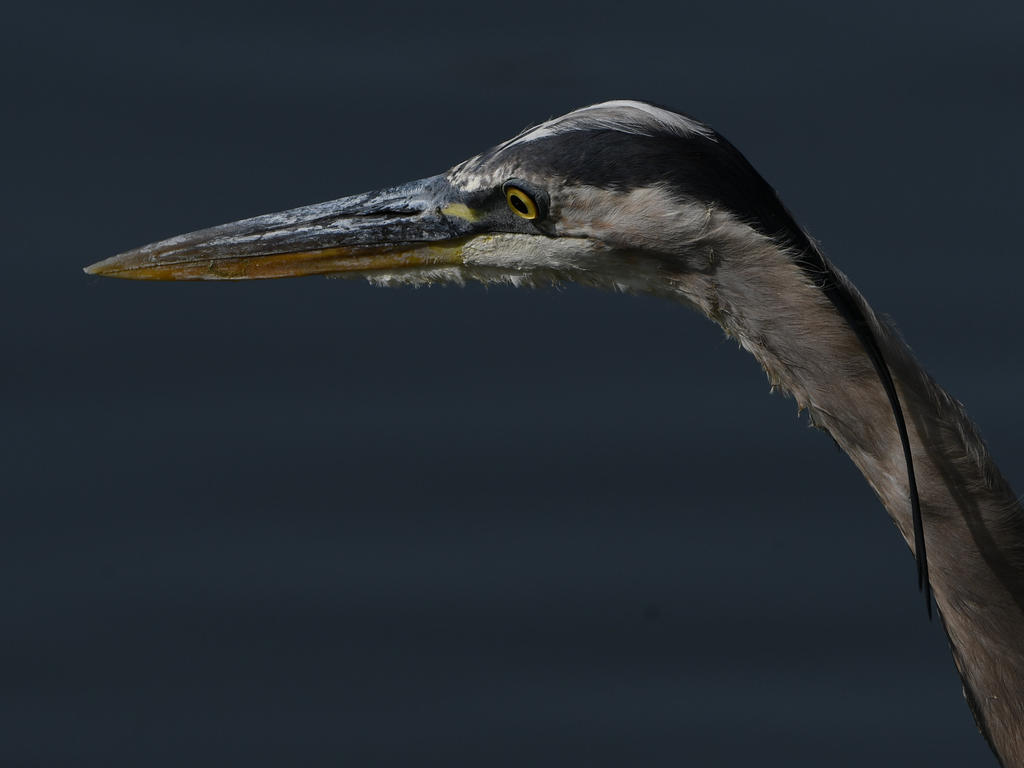 BlueHeron2.jpg