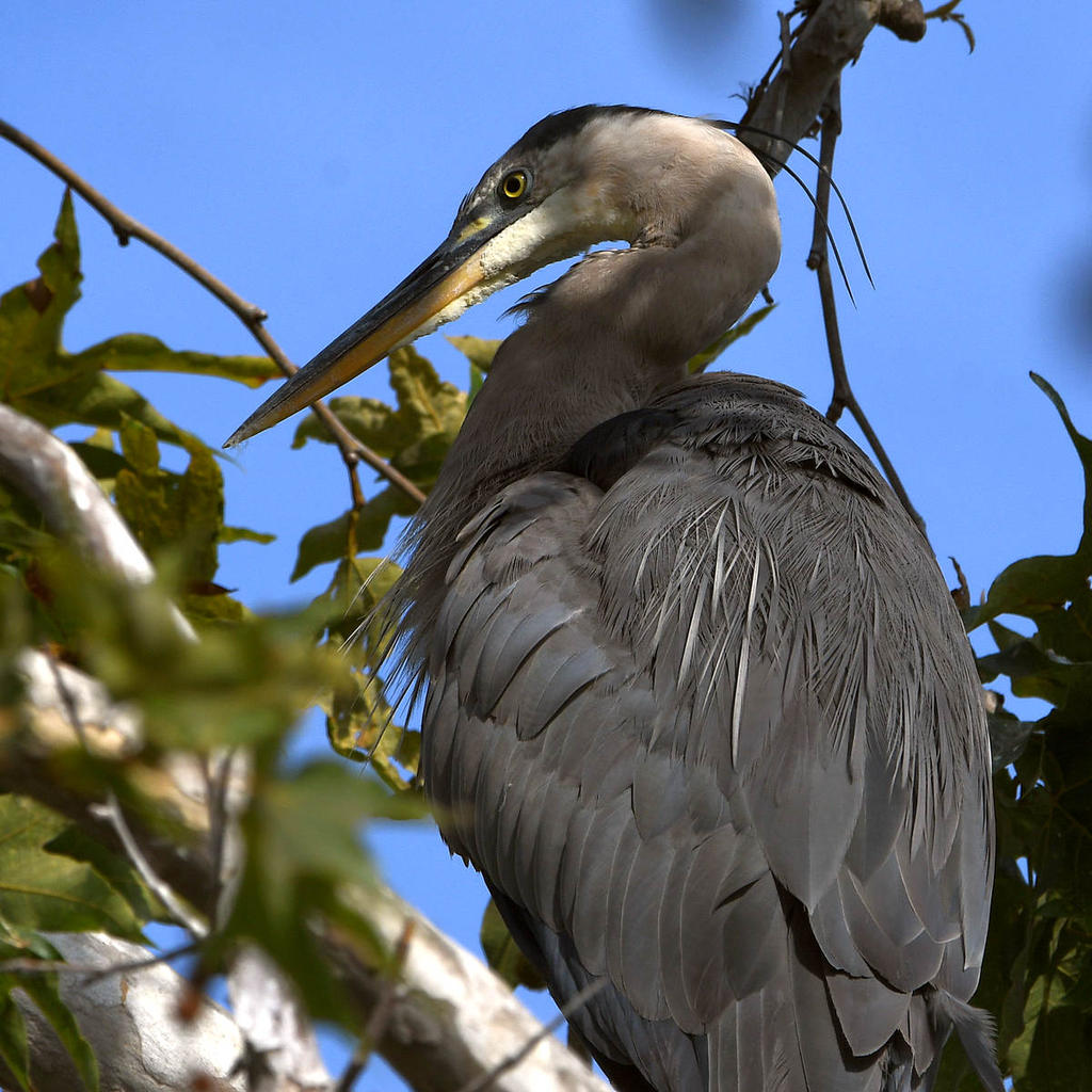 BlueHeron2.jpg