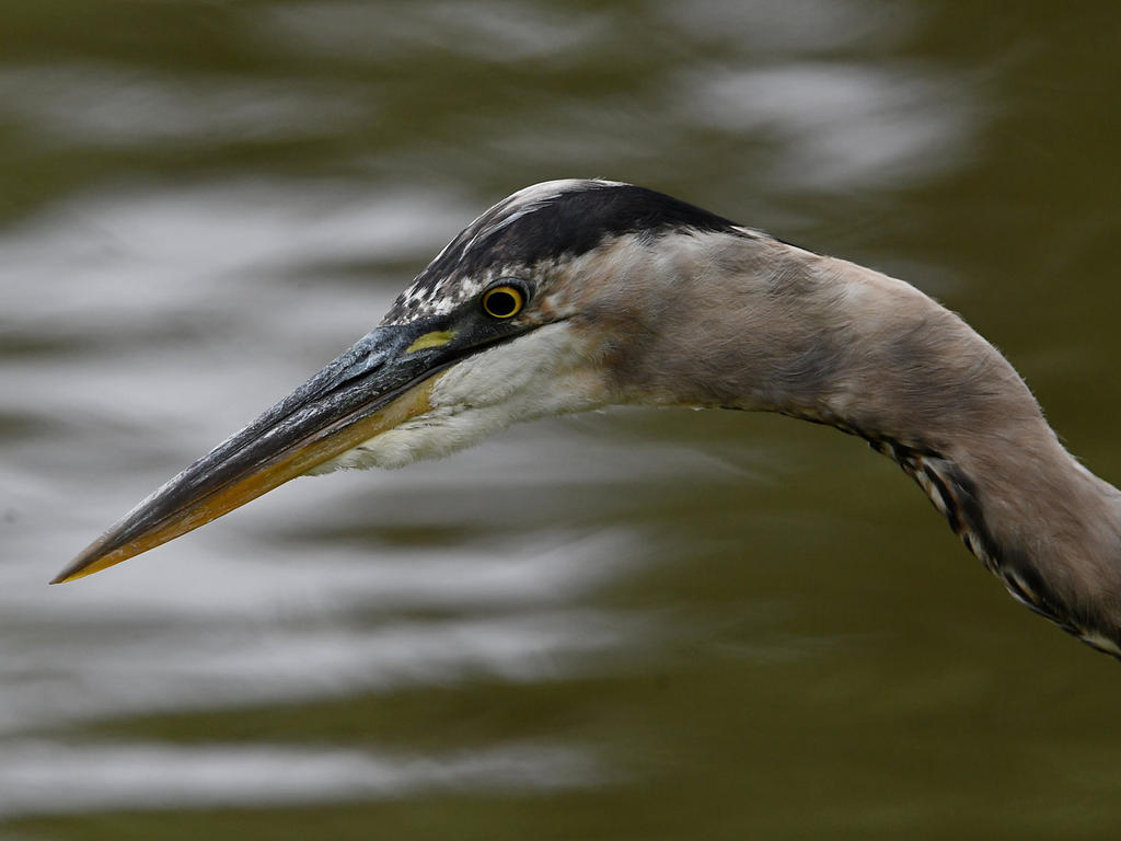 BlueHeron2.jpg