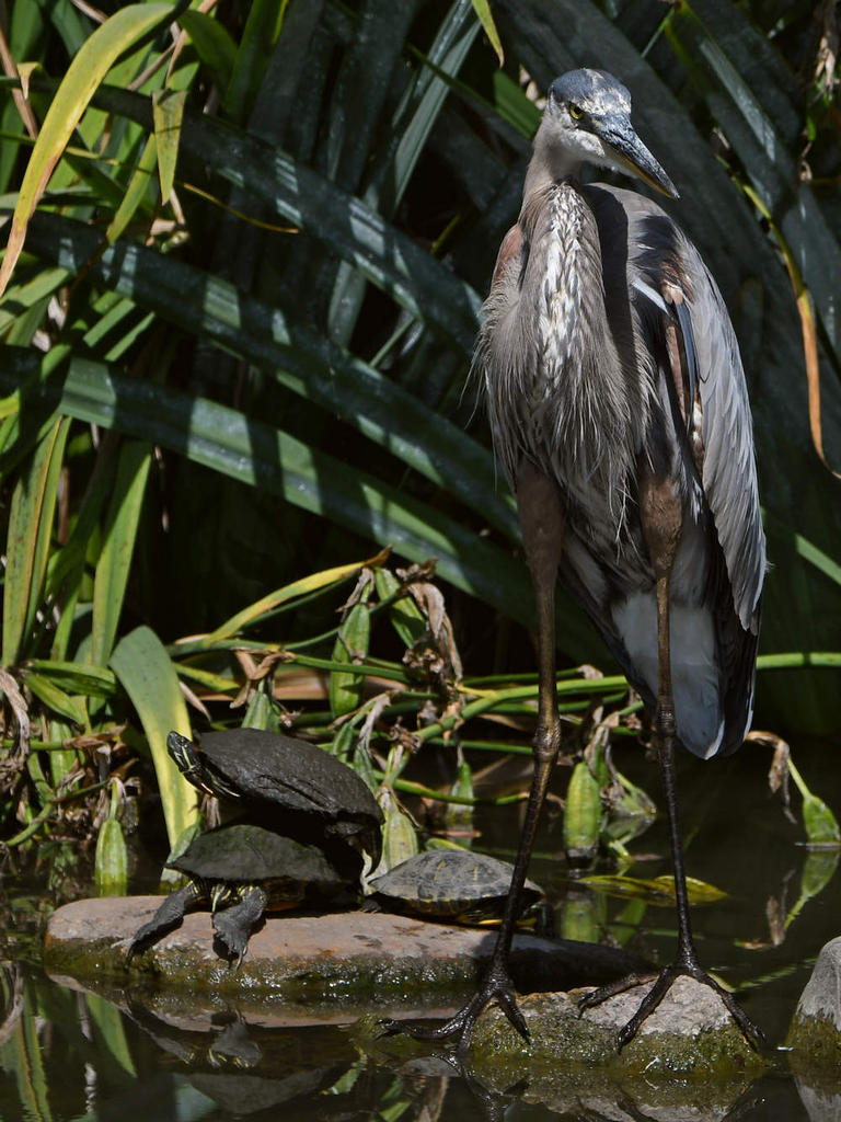 BlueHeron2.jpg