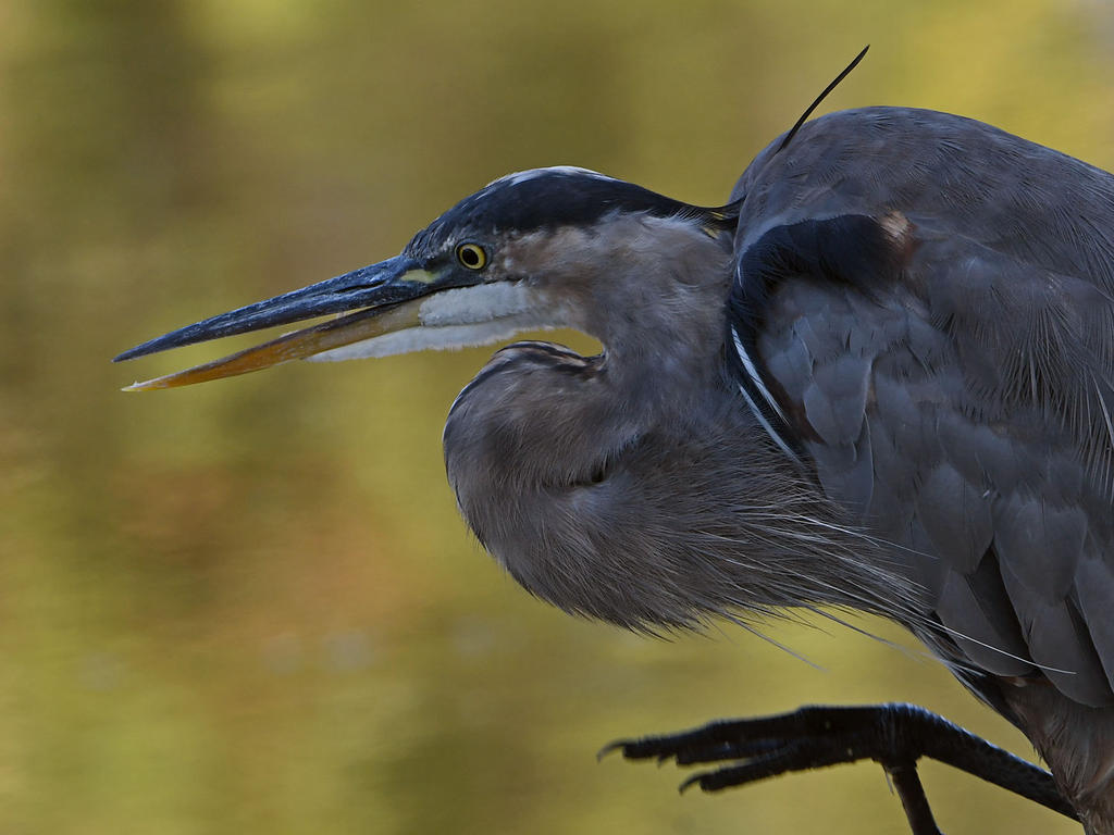 BlueHeron2.jpg