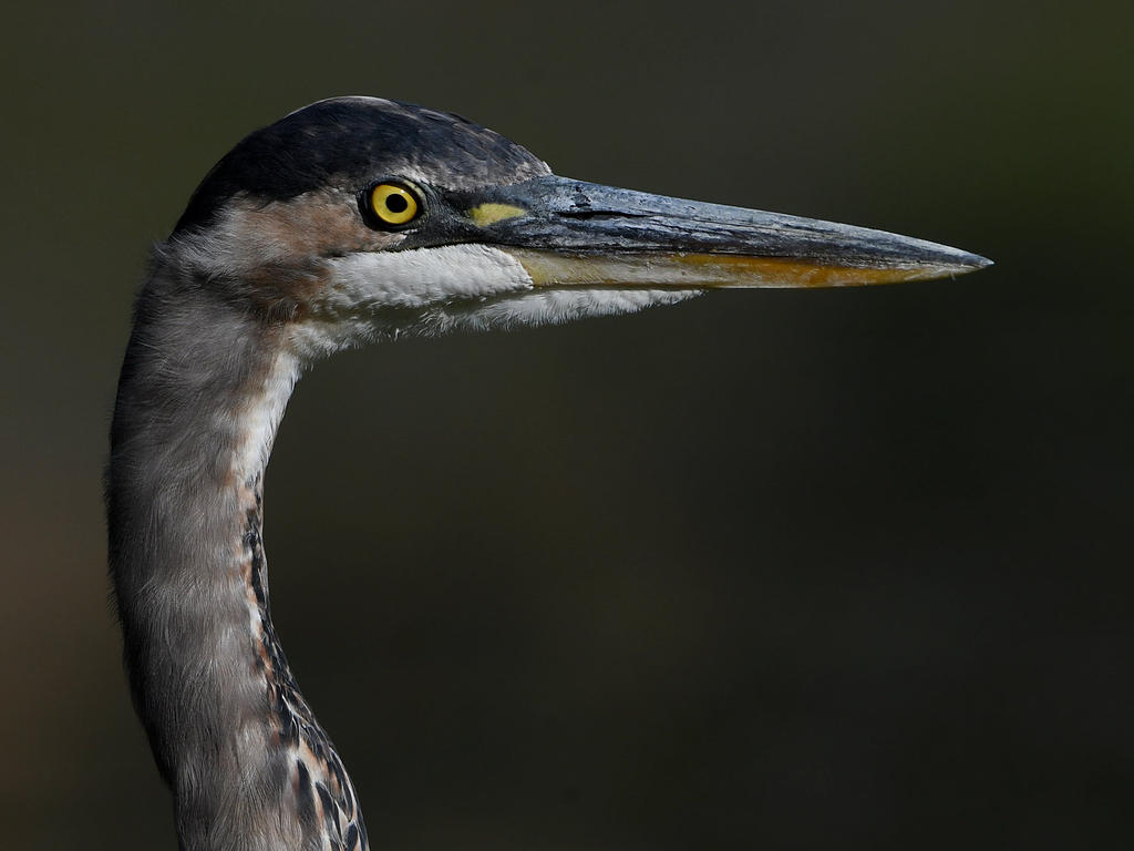 BlueHeron2.jpg