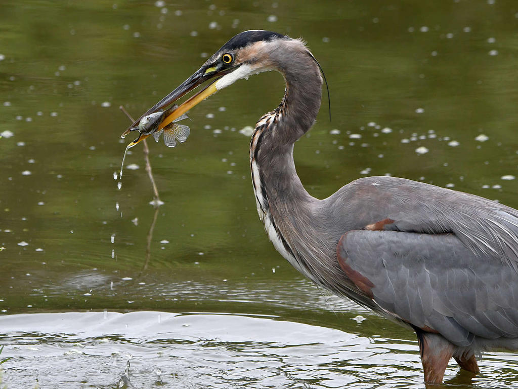 BlueHeron2.jpg