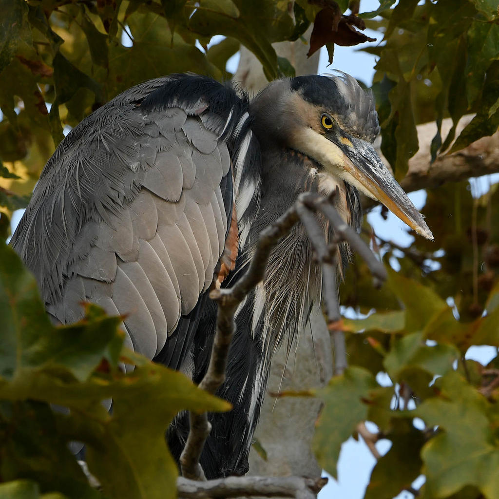 BlueHeron2.jpg