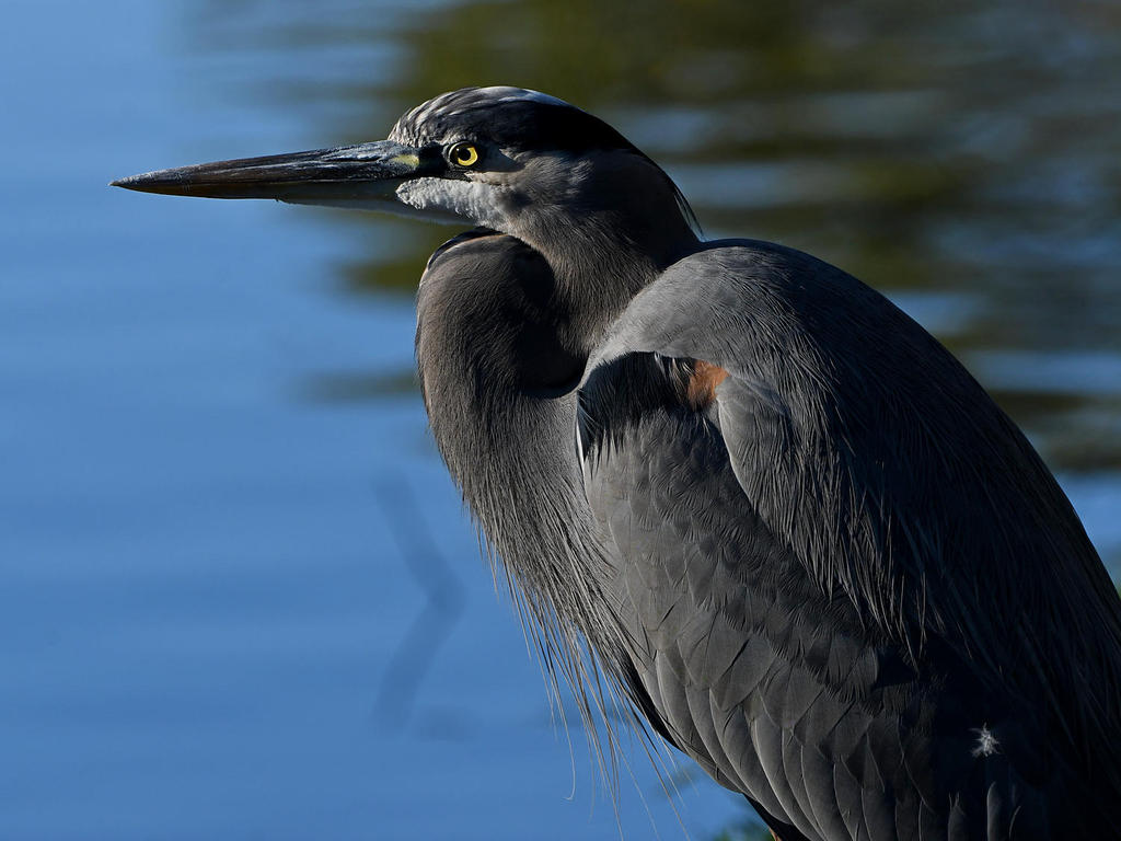 BlueHeron2.jpg