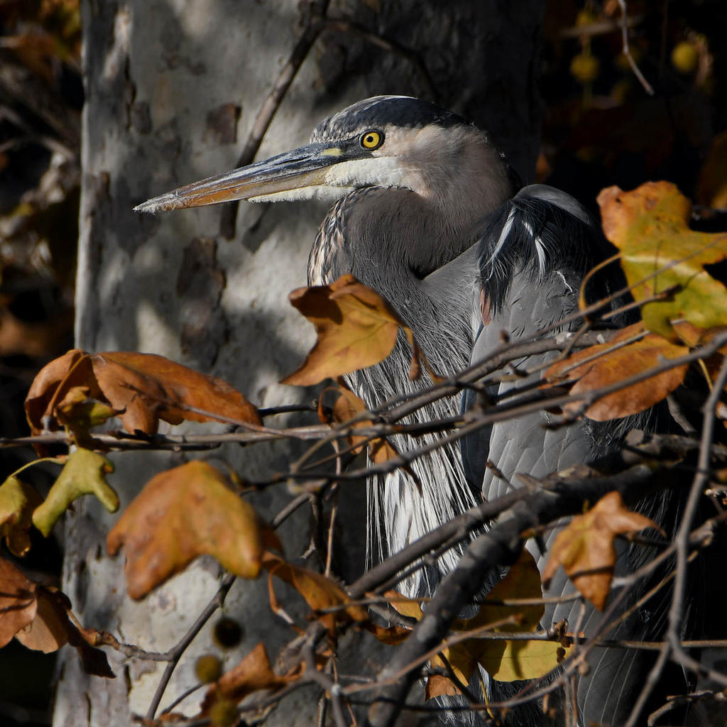 BlueHeron2.jpg