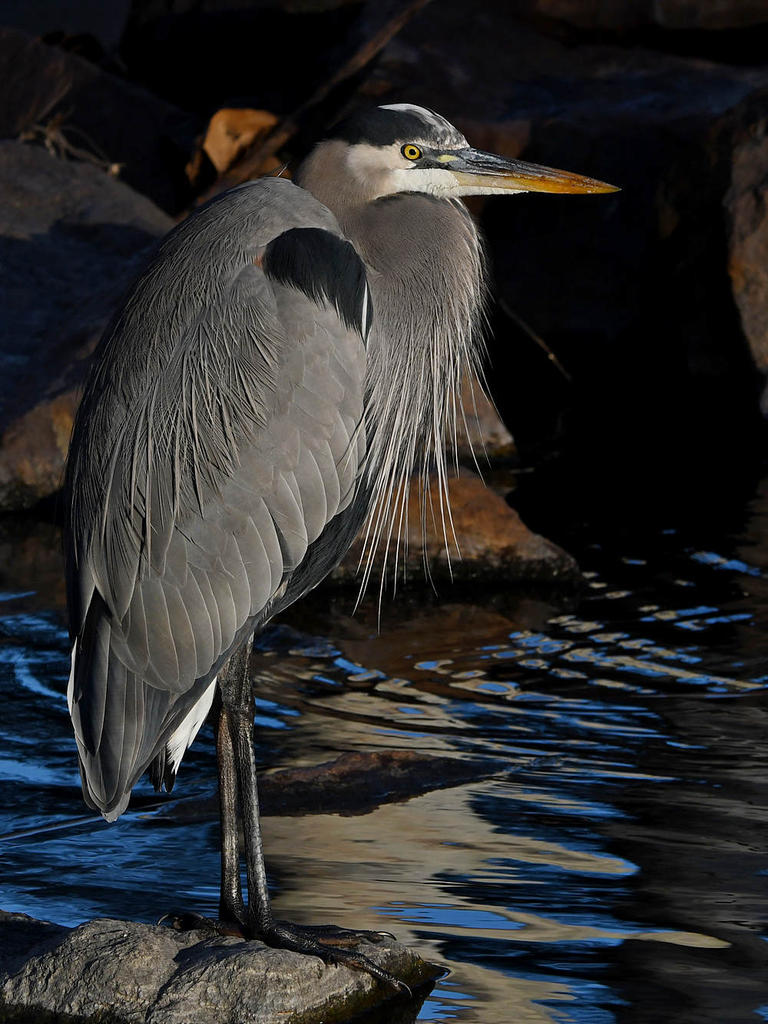 BlueHeron2.jpg