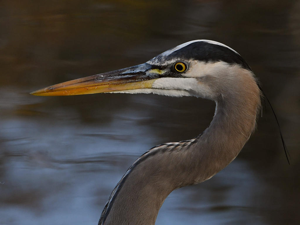 BlueHeron2.jpg